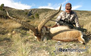 Beceite Ibex, Beceite Ibex Hunt, Beceite Ibex Hunting In Spain. Hunting Beceite Ibex,