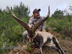 Beceite Ibex hunt