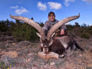 Beceite Spanish Ibex -Beceite Ibex hunt