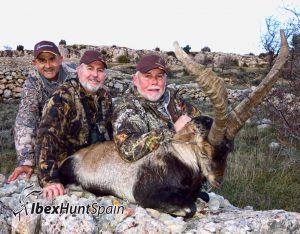 beceite Ibex, Spanish ibex