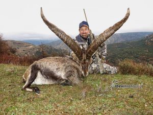 beceite ibex