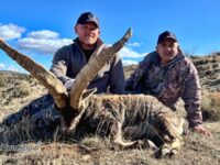 Beceite Ibex Hunts