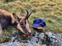 Cantabrian Chamois