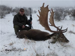Black Fallow deer, Black Fallow deer hunting in Spain, Black Fallow deer hunt