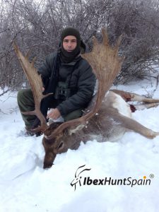Black Fallow deer, Black Fallow deer hunting in Spain, Black Fallow deer hunt