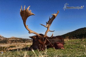 Spanish Fallo deer