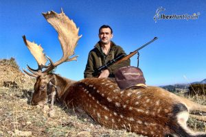 Spanish Fallow deer