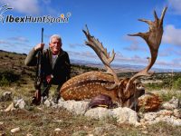 Fallow deer, Fallow deer hunt, Fallow deer hunting, Fallow deer hunting in Spain, Hunting Fallow deer in Spain,