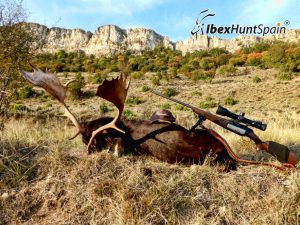 Blak Fallow seer, Blak Fallow deer hunting in Spain