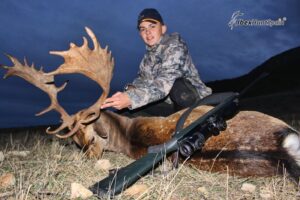 Fallow deer