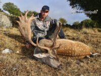 Fallow deer hunting in Spain
