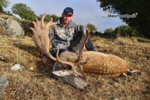Fallow deer hunting in Spain