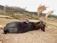 Fallow deer, Fallow deer hunt, Fallow deer hunting, Fallow deer hunting in Spain, Hunting Fallow deer in Spain,