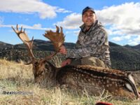 European fallow deer