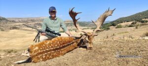 Fallow deer