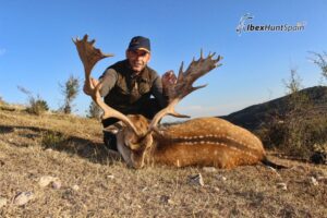 Fallow deer hunting