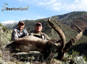 Gredos Ibex, Gredos Ibex hunt, Gredos ibex hunting, Gredos ibex hunting in Spain, Hunting Gredos ibex,
