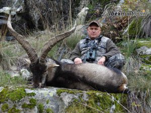 Gredos Ibex, Gredos Ibex hunt, Gredos ibex hunting, Gredos ibex hunting in Spain, Hunting Gredos ibex,