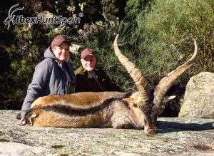 Gredos Ibex Hunt