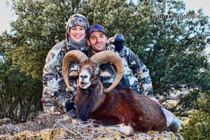 Iberian Mouflon