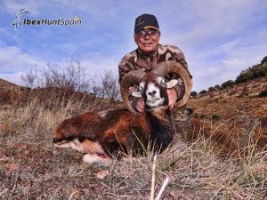 Iberian Mouflon