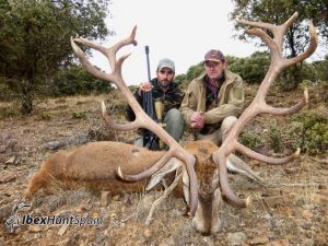 Iberian Red Deer, Red Stag, Iberian Red Deer hunt, Iberian Red deer hunting in Spain, hunting red stag in Spain, Red stag Hunting in Spain