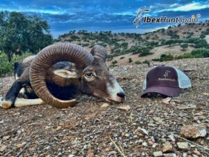 Iberian Mouflon Trophy