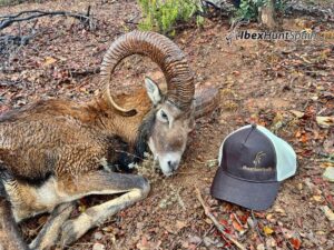 Mouflon Sheep