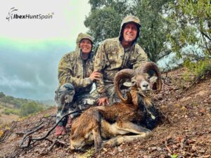 European Mouflon