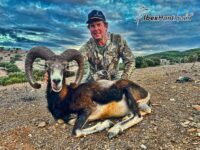 Iberian Mouflon