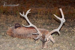 Red Stag hunting in Spain