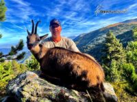 Pyrenean chamois