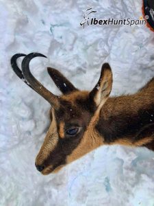 Pyrenean chamois hunt