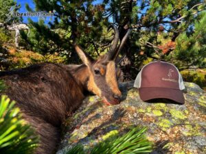 Pyrenean chamois