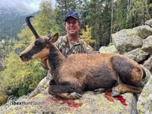Pyrenean chamois hunts