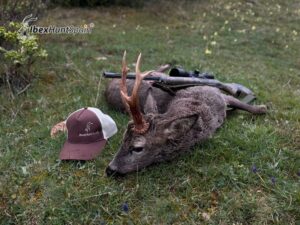 Roe deer