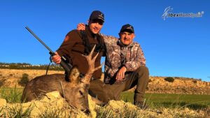 Roe buck hunting