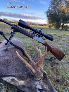 Roe deer hunts in Spain
