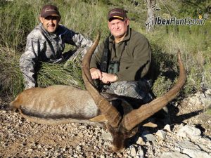 Southeastern Ibex hunt in Spain, Southeastern Ibex, Southeastern Ibex Hunting in Spain, Southeastern Ibex hunting in Spain, Hunting Southeastern Ibex in Spain, Sierra Nevada Ibex, Sierra Nevada Ibex hunt, Sierra Nevada Ibex Hunting, Sierra Nevada Ibex hunting in Spain, Hunting Sierra Nevada Ibex, Southeastern Ibex Hunting