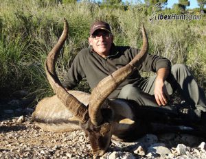 Southeastern Ibex hunt in Spain, Southeastern Ibex, Southeastern Ibex Hunting in Spain, Southeastern Ibex hunting in Spain, Hunting Southeastern Ibex in Spain, Sierra Nevada Ibex, Sierra Nevada Ibex hunt, Sierra Nevada Ibex Hunting, Sierra Nevada Ibex hunting in Spain, Hunting Sierra Nevada Ibex, Southeastern Ibex Hunting