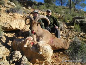 audad sheep hunt, barbary sheep hunt