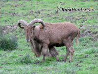 Barbary sheep hunt / aoudat hunt