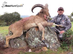 audad sheep hunt, barbary sheep hunt