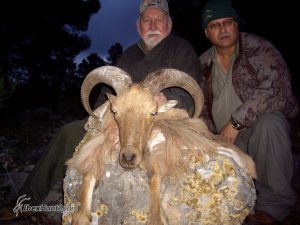 audad sheep hunt, barbary sheep hunt