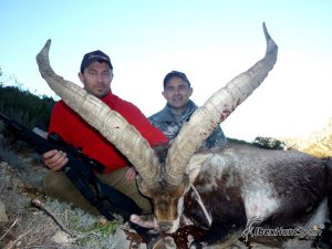 Beceite Ibex, Beceite Ibex Hunt, Beceite Ibex Hunting In Spain. Hunting Beceite Ibex,