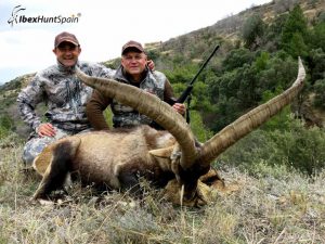 Beceite Ibex, Beceite Ibex Hunt, Beceite Ibex Hunting In Spain. Hunting Beceite Ibex,