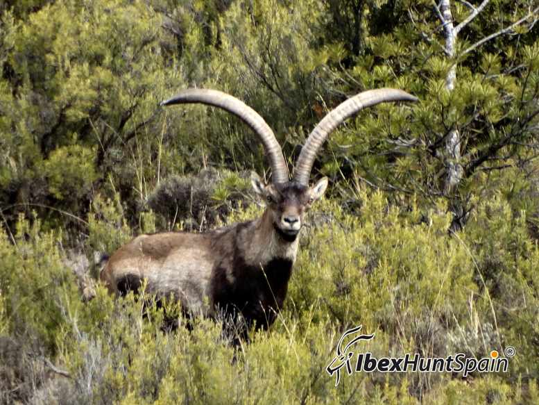 Beceite Ibex Hunt