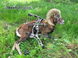 Bow hunting in Spain