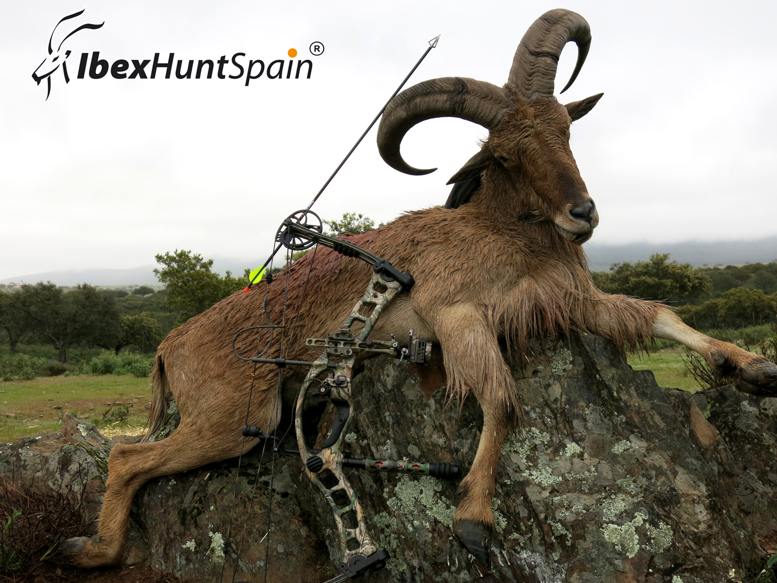 Bowhunting in Spain