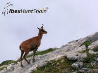 Cantabrian Chamois hunt